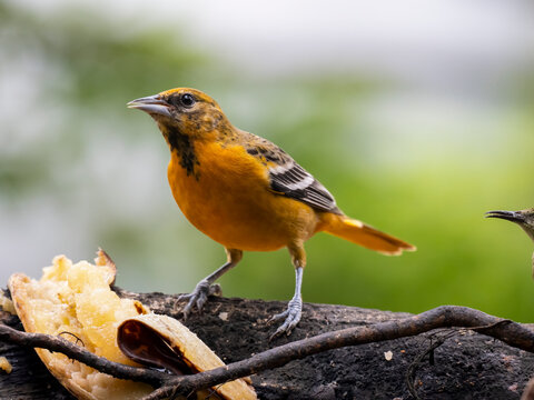 Baltimoretrupial (Icterus galbula)