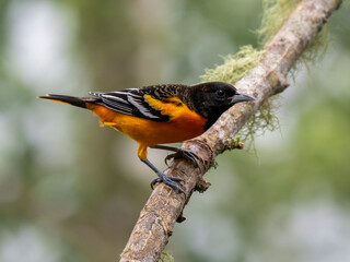 Baltimoretrupial (Icterus galbula)