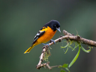 Fototapeta premium Baltimoretrupial (Icterus galbula)