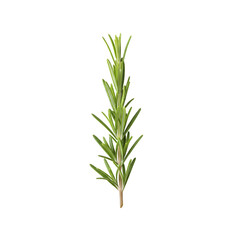 Fresh Green Rosemary Herb Stem Isolated on White Background