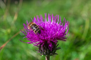 Bee feeding on purple thistle