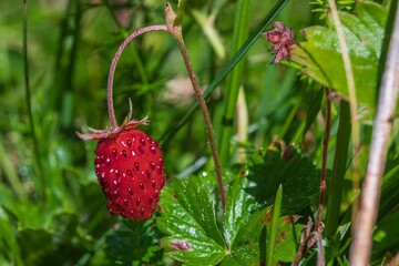 Wild strawberry
