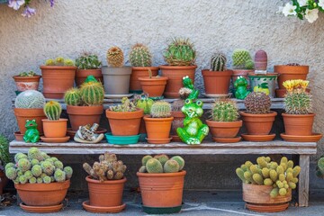 Potted cacti arranged on shelves with frog figurines