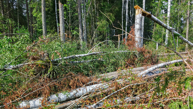 Trees in the forest felled by a hurricane wind.