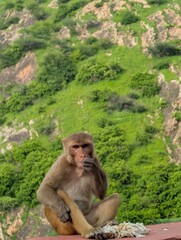 Monkey, Amber fort, Jaipur, Rajasthan, India