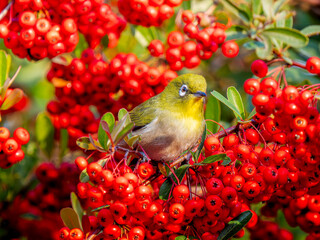 ピラカンサとメジロ