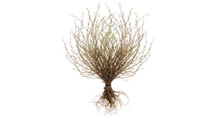 detailed golden tree with intricate branches and roots isolated on transparent background.