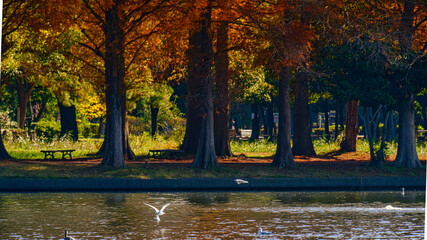 池の上を飛ぶ鳥
