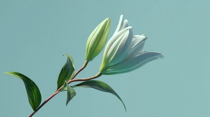 Obraz premium A pristine white lily, partially bloomed, presents against a soft teal background. Green stems and leaves complement the delicate petals