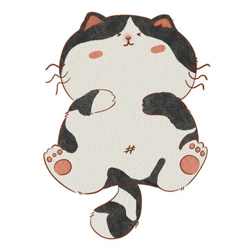 Cat 02