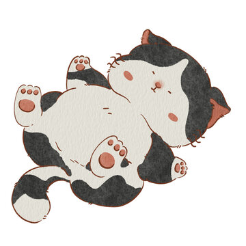 Cat 02
