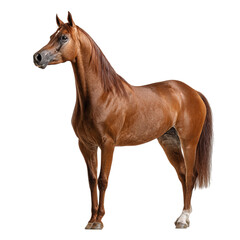 Obraz premium PNG of A stunning chestnut horse standing gracefully with a shiny coat and alert expression.