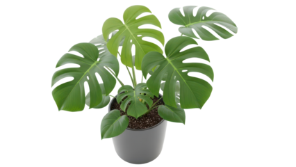 High angle view of a lush green potted monstera plant for interiors isolated on white background