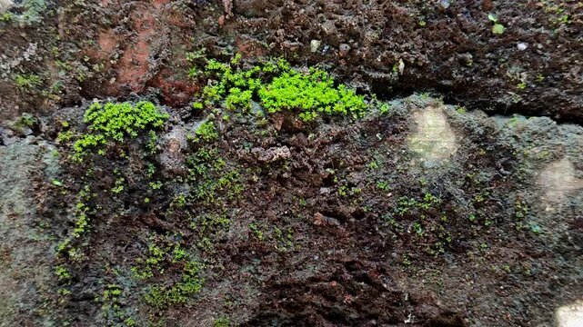 The moss species with the scientific name Barbula unguiculata, commonly called Bird's-claw Beard-moss, belongs to the Pottiaceae family and grows on rocks