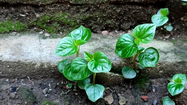 Peperomia pellucida grows naturally in moist soil near stone walls. Also known as Pepper Elder, Shining Bush Plant or Sirih cina, it is a common medicinal plant