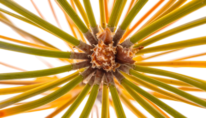 Close-up of pine needles radiating outwards from a central, brown, bud-like structure