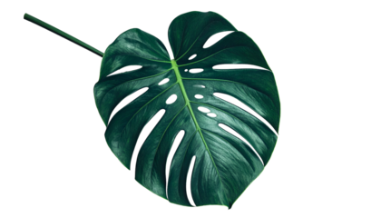 Close-up of a vibrant green Monstera leaf against a black background
