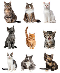 Collection of Diverse Cats and Kittens