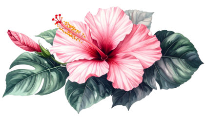 Watercolor depiction of a pink hibiscus blossom with leaves on a black background