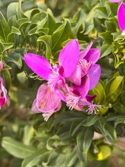 Podalyria sericea is a small erect shrub