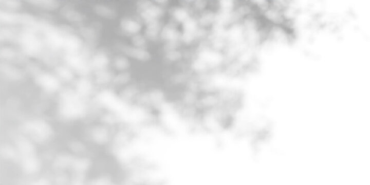 Gobo light effect with leaf shadows on white wall - natural sunlight pattern overlay. Tree foliage silhouette - dappled texture for studio background design with soft rays and bright reflections.