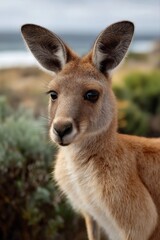 Close-up of a young kangaroo in natural habitat
