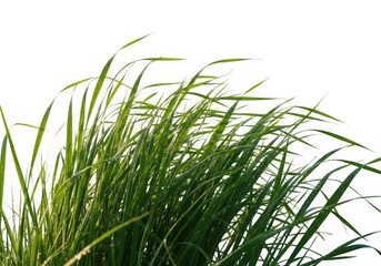 Fototapeta premium Green grass blades swaying in the wind