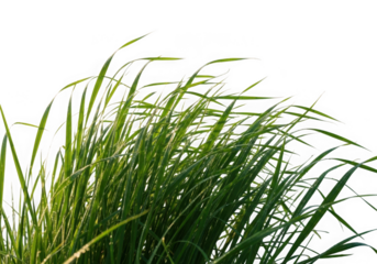 Green grass blades swaying in the wind