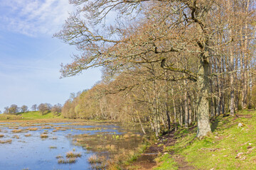Fototapeta premium Leafless oak woodland by a lake a sunny spring day