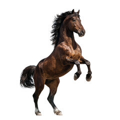 Fototapeta premium PNG of A powerful brown horse rearing up with a flowing mane.