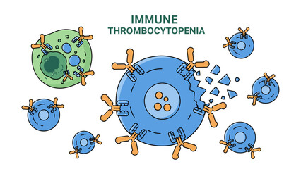 Immune Thrombocytopenia (ITP) Medical Diagram - Antibodies Attacking Platelets.