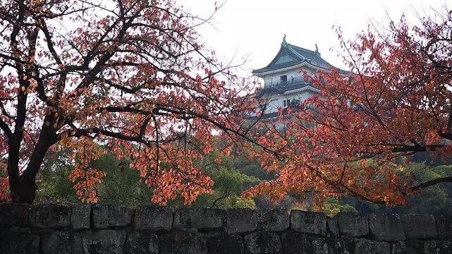 秋の和歌山城 （和歌山県和歌山市, 2025年12月）