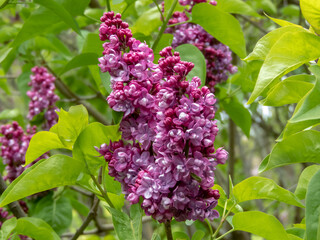 Lush reddish-purple double lilac flower clusters close-up