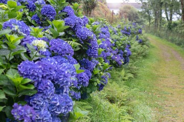 Rural road framed by blue hydrangea macrophylla hedge leading to the sea