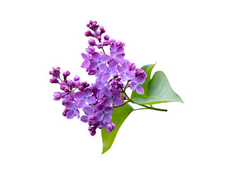 Purple lilac flowers isolated transparent png, Syringa vulgaris