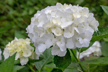 White bigleaf hydrangea inflorescence. Hydrangea macrophylla. Hortensia Flower.
