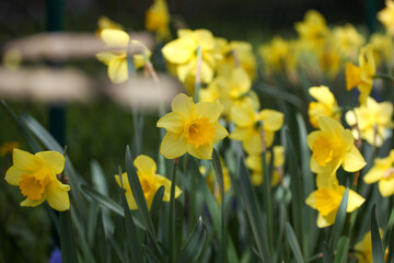 Obraz premium Yellow Daffodils Blooming in Spring Garden