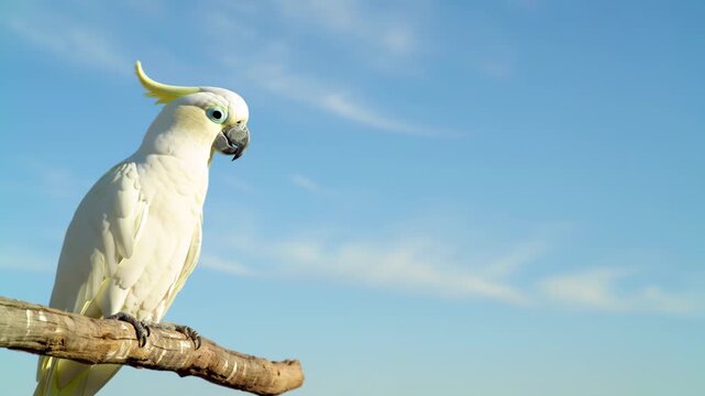 White cockatoo perched on tree branch against blue sky, Australian native bird in natural habitat with copy space for text