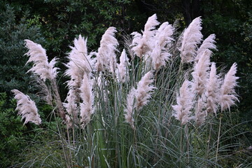 Lush Pampas Grass Field with Soft, Dreamy Texture and Gentle Sunlight - Nature's Serenity and...
