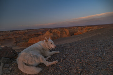 A large white dog rests in front of a red canyon in Mongolia during golden hour. The last sunlight bathes the rock walls in a warm glow as shadows grow.