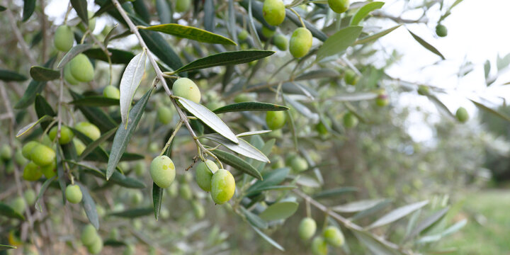 close up of olive in olive tree