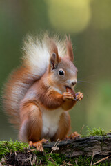 Fototapeta premium Cute Red Squirrel Holding a Nut on a Mossy Log in a Lush Green Forest