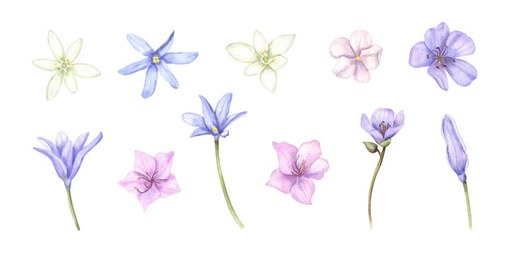 Watercolor early spring flowers clip art on isolated background. Forest and garden scilla, snowdrops, and hepatica illustration in soft pink, blue, and white tones. Floral element for greeting cards.