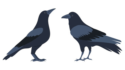 Obraz premium Two elegant black crows stand side by side on a white background, showcasing their sleek feathers and intelligent gaze.