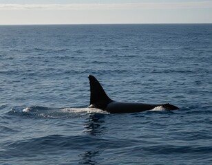 Fototapeta premium Killer Whale Swimming in Open Ocean