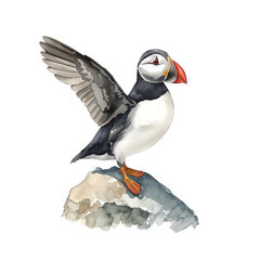 Vibrant watercolor illustration of an Atlantic Puffin bird with wings spread on a rock. Perfect for wildlife, nature, or travel designs. Isolated on white.