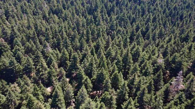 Mountain with fir forest and scattered dry trees below barren rocky summit