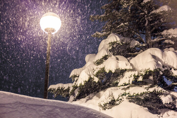 温かい光が照らす雪のもみの木