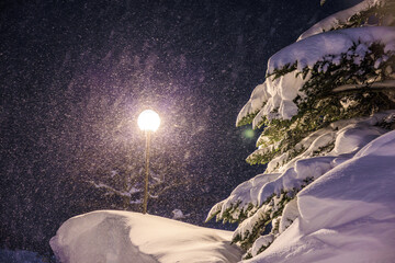 温かい光が照らす雪のもみの木