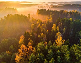 Aerial view of a sunlit forest with autumn foliage and a misty glow